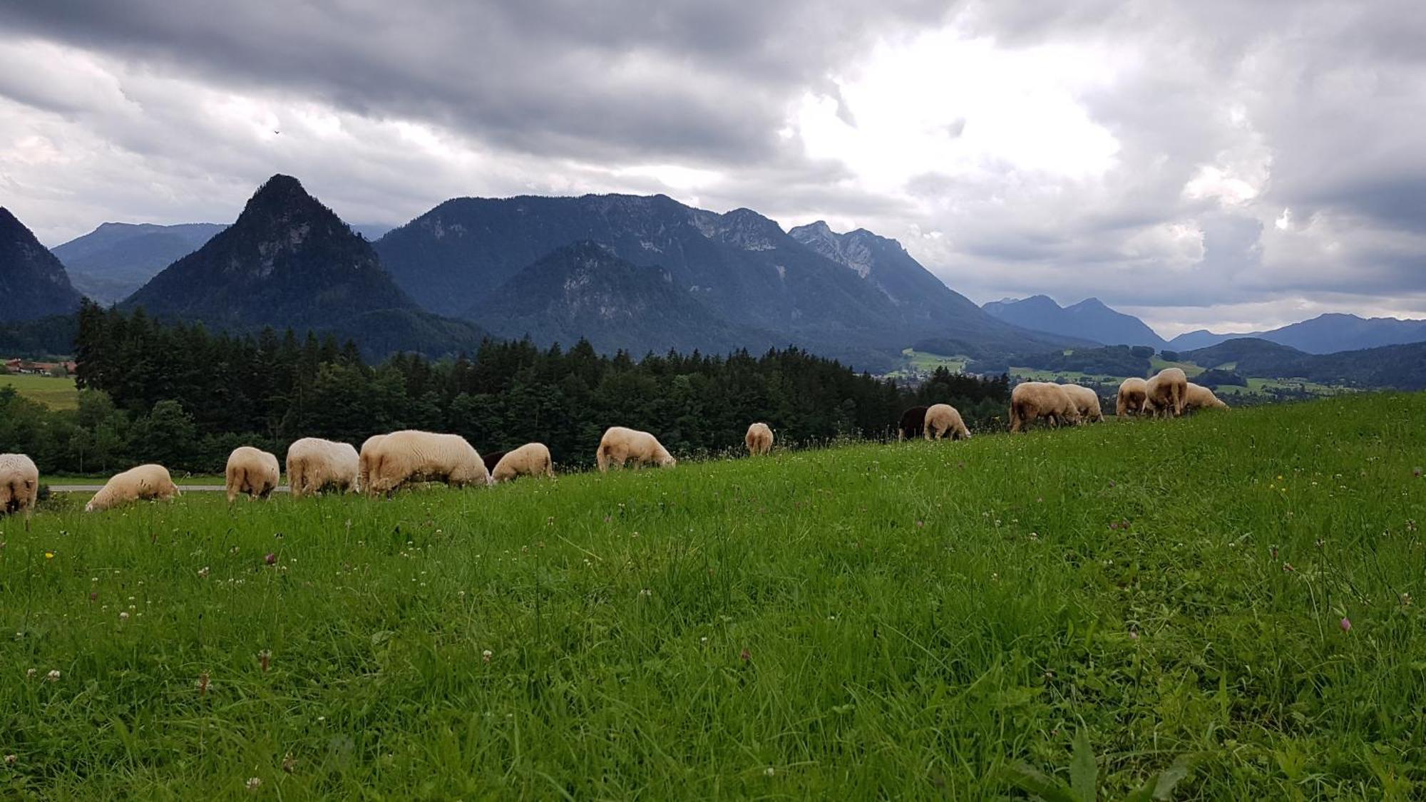 Ferienwohnung Hinterpommern - Chiemgaukarte Inzell Bagian luar foto